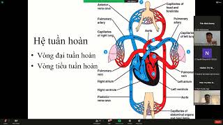 Hệ tuần hoàn máu. 28p.  Môn Giải phẫu sinh lý.  Trần Khánh Phú