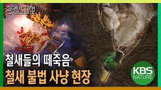 철새들의 떼죽음! 철새  불법 사냥 현장 [환경스페셜-철새의 땅] / KBS 20010207 방송