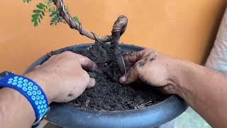 สร้างต้นมะขามบอนไซ อมลวด เอากระถางเพาะออก | Tamarind Bonsai