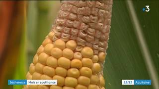 Landes : le maïs aussi souffre de la chaleur