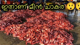 ഇതാണ് മീൻ ചാകര... 😲😲😲😲||smeesworld || heavy fishing||fish||stingray