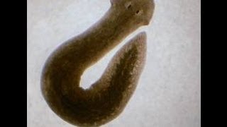 Planaria Video