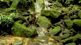 Floresta  da Tijuca - Cachoeira das Almas - Forest of the Tijuca - Waterfall of the Souls