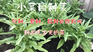 小菜园种菜，轮种、套种、散种合理用地，种出吃不完的菜#美国Oregon后院种植分享#日常生活点滴