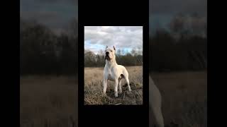 Dogo Argentino 🇦🇷 Dogo Alemán 🇩🇪son dos razas peligrosas 🐾🐾#animales #dogos 🐾🐾