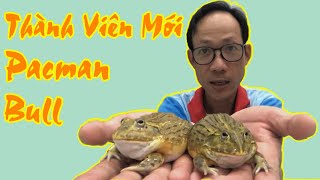 Nuôi Thêm Ếch Pacman, Ếch Bò Châu Phi - African Bullfrog | Vũ Lê Channel