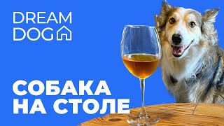 Ворует со стола 🐶 Отучить собаку ставить лапы, залезать на стол 🐕 Научить щенка не лезть за едой 🐩