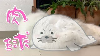 肉球はいいニオイ！【肉球】（バーマン猫）Birman/Cat