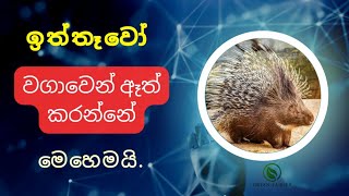 ඉත්තෑවෝ  වගාවෙන් ඈත් කරන්නේ මෙහෙමයි- procupine