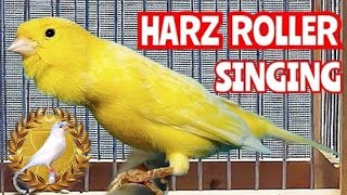 Canary Harz Roller