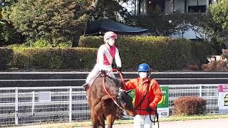 西川敏弘騎手復帰戦　2019.2.26.高知けいば2R　パドック