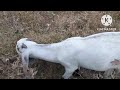 grazing in cotton fields kapas ki fasal bakrion ko chraney کپاس میں بکریوں چرانا