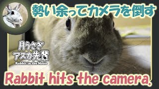 勢い余ってカメラを倒す【ウサギのだいだい 】　2018年2月22日