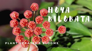 Hoya Bilobata (Should Be Called Hoya Burtoniae) Update - Hoya In Bloom