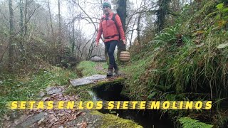 SETAS EN LOS SIETE MOLINOS