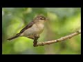 willow warbler 1h bird sound