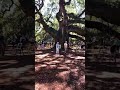 Charleston SC Famous Angel Oak Tree