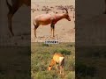 tsessebe vs red hartebeest jurassicpark jurassicworld prehistoricplanet edit animals