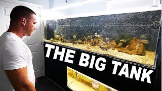 Large aquarium update and cleaning | The King of DIY