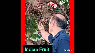 ||Indian Fruit:Fig||my Village vlog||Healthy fruit Fig and me||Advantage of Fig||Dhimbiri phala