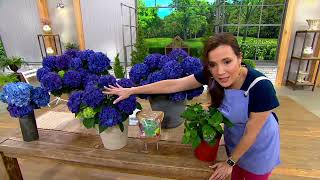 Roberta's 1-Piece Early Blooming Blue Hydrangea Live Plant on QVC