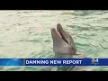 Troubling new report about health of dolphins at Seaquarium