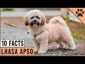 Lhasa Apso Dog Breed - Top 10 Facts