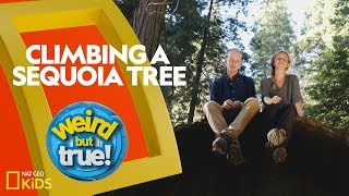 Climbing a Giant Sequoia Tree | Weirdest, Bestest, Truest