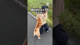 【帰省ドッキリ😳】離れて暮らす家族と愛犬がすれ違ったら…｜PECO #柴犬 #赤柴 #茶柴 #柴犬のいる暮らし #柴犬大好き #shiba #shibainulife #shibainulove