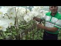 orkİde yetİŞtİrİcİlİĞİ cultivation of phalaenopsis orchids