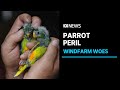 Proposed Robbins Island wind farm could 'decimate' endangered parrot population | ABC News