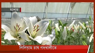 গদখালীতে লিলিয়াম ফুল চাষে সফলতা 17Mar.22 | Lilium Flower | Jessore Flower