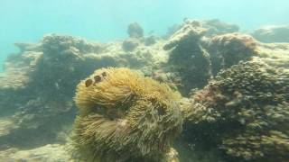 เที่ยวตรัง ดำน้ำที่เกาะกระดาน,เกาะมุก,ถ้ำมรกต Nemo fish in shallow water #freediving