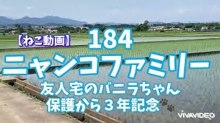 【ねこ動画】ニャンコファミリーNo.184 （友人宅のバニラちゃん、保護から３年記念）