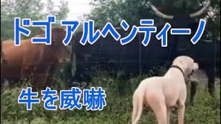 美しい大型犬ドゴアルヘンティーノをご覧ください。　牧場犬 白い犬