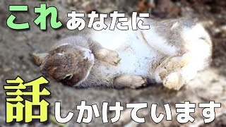 うさぎがあなたに話しかけている時に見せる行動