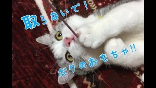 2016.11.18 猫の碧くん おもちゃを離したくなくて唸る猫 スコティッシュフォールド