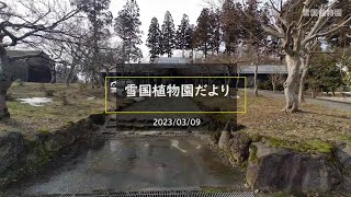 雪国植物園だより 2023/03/09