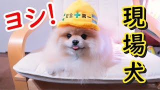 現場猫ならぬ現場犬モチ、ヨシ！【ポメラニアン】