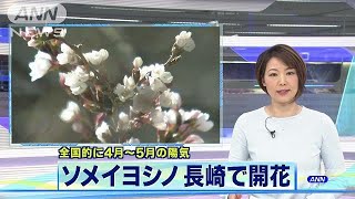 全国トップ切り長崎でソメイヨシノ開花(19/03/20)