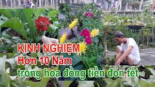 LH: KINH NGHIỆM HƠN 10 NĂM TRỒNG HOA ĐỒNG TIỀN ĐÓN TẾT