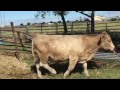 charolais composite bulls