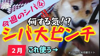 【柴犬】 大ピンチ！うかれる柴犬に迫る恐怖(笑)　アフレコ