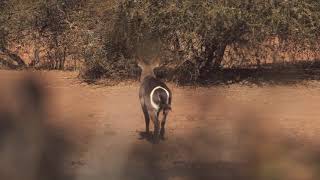 BushTV - Waterbuck Bulls!