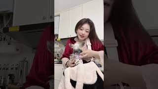 #茶杯犬 约克夏是树袋熊   video