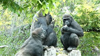 20220502 上野動物園　ニシゴリラ　午前中のゴリラたち