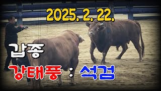 청도소싸움 2025. 2. 22. 제2경기 갑종 강태풍 / 석검