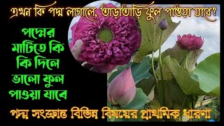 পদ্মের মাটিতে কি কি দিলে ভালো ফুল পাওয়া যাবে