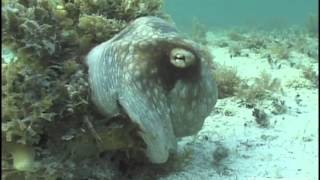 Camouflaged Octopus Makes Marine Biologist Scream Bloody Murder