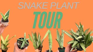 The Different Type Of Snake Plants -Sansevieria Tour